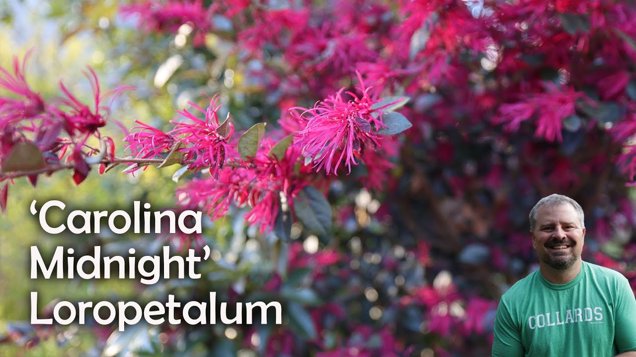'Carolina Midnight' Loropetalum - Loropetalum chinense rubrum ‘Carolina Midnight’