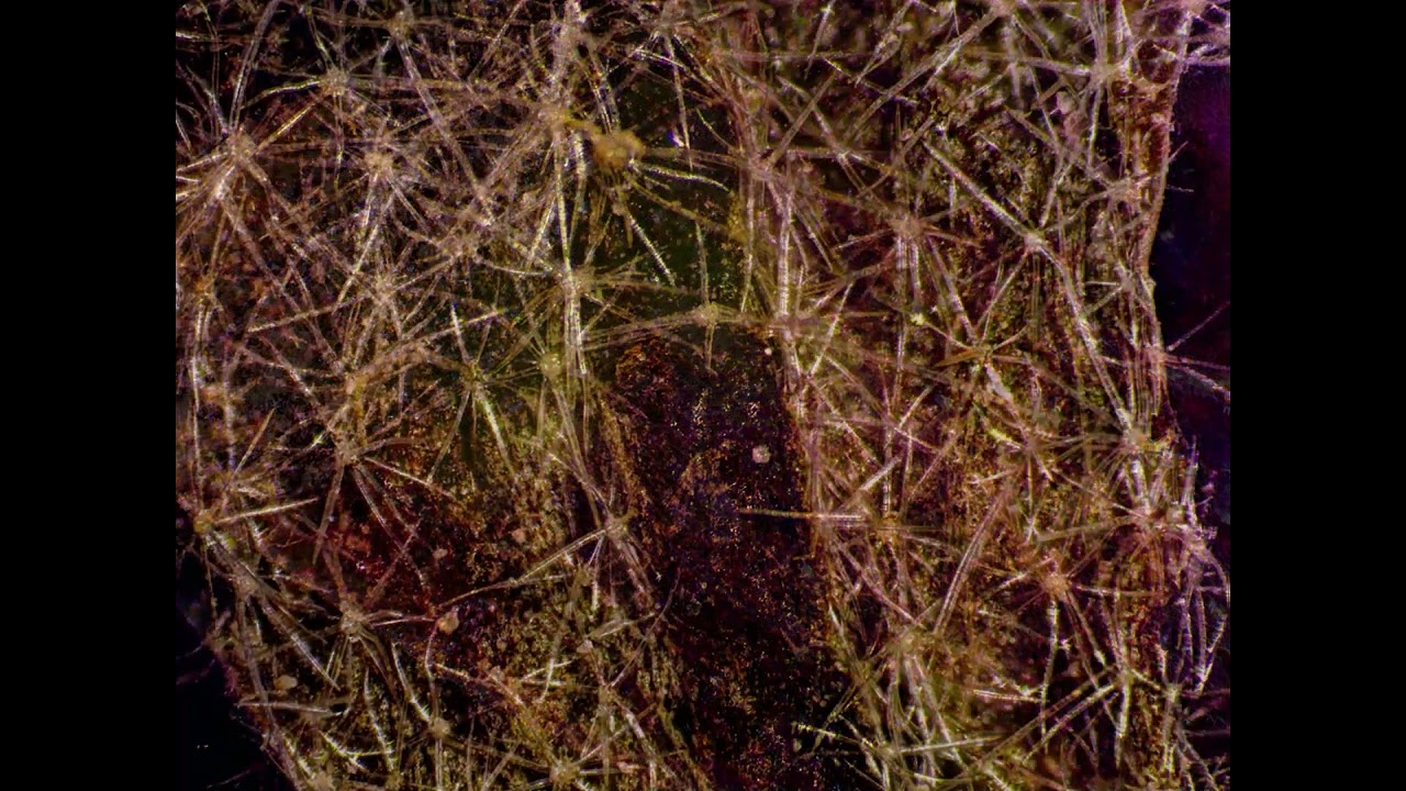 Vista al microscopio de trozos de berenjena.