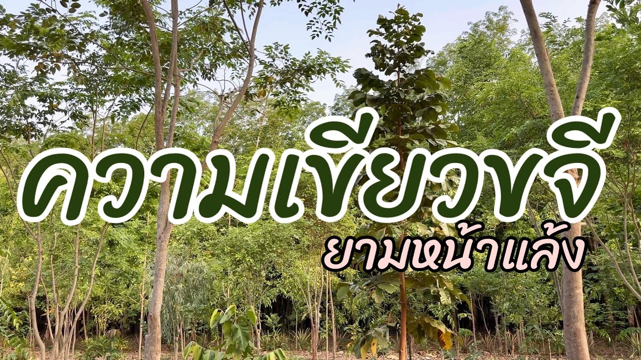 ความเขียวขจียามหน้าแล้ง