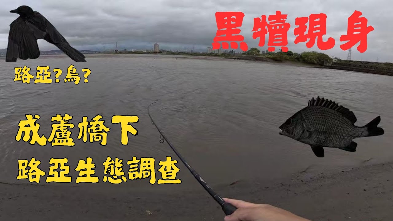 【城市路亞】成蘆橋下根釣！不用社子島黑鯛起水、竟然還有鳥類？🔥 #花身雞魚 #黑鯛 #喜鵲