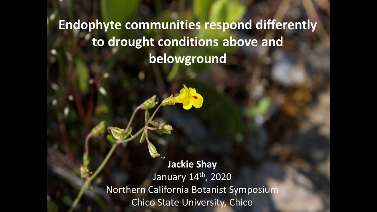 Endophyte communities respond differently to drought conditions above and below ground.