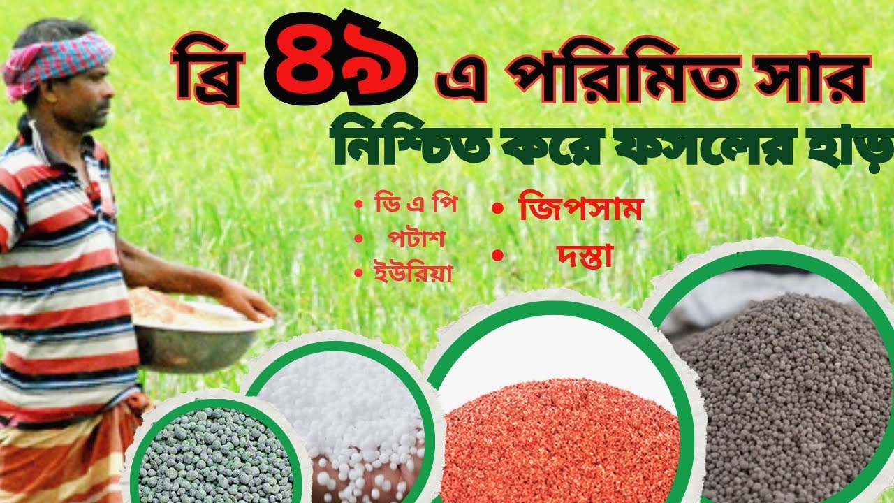 ব্রি ধান ৪৯ এর সার প্রয়োগ || কম সারে বেশি ফলন।
