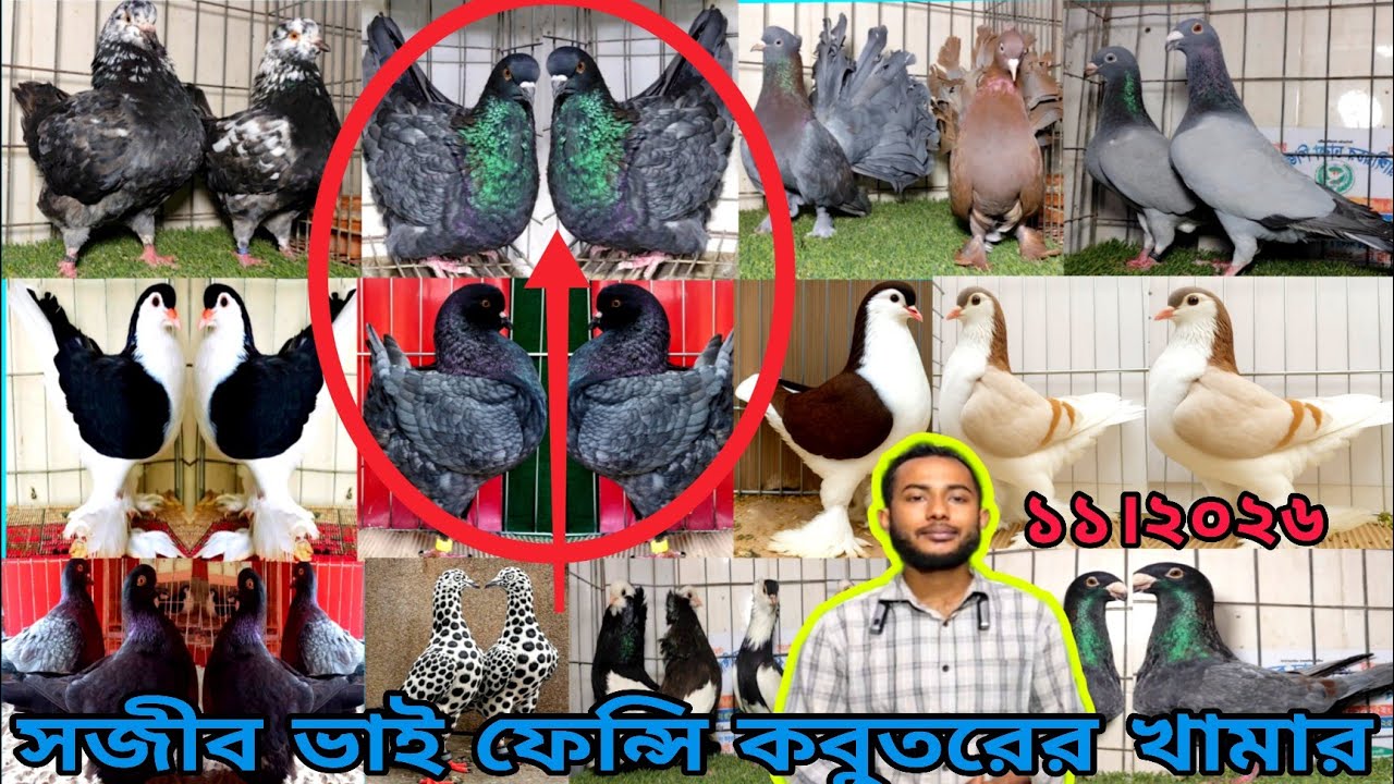 ইন্দোনেশিয়ান মুন্ডিয়ান কবুতরের দাম জানুন।। কিং কবুতরের দাম জানুন।। সজীব ভাই কবুতরের খামার