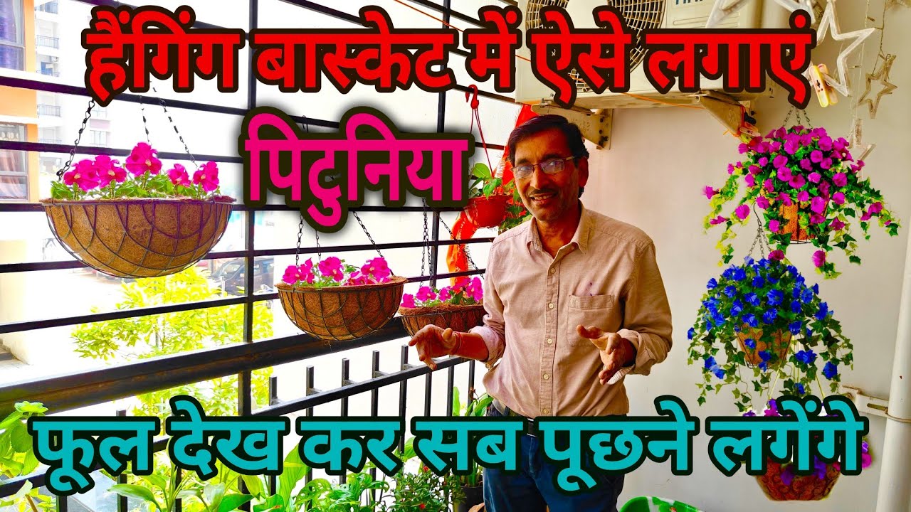 हैंगिंग बास्केट में आप पिटुनिया ऐसे लगाएं। लोग घर पर घुस कर पूछेंगे की ऐसा पिटुनिया आप कैसे लगाएं!