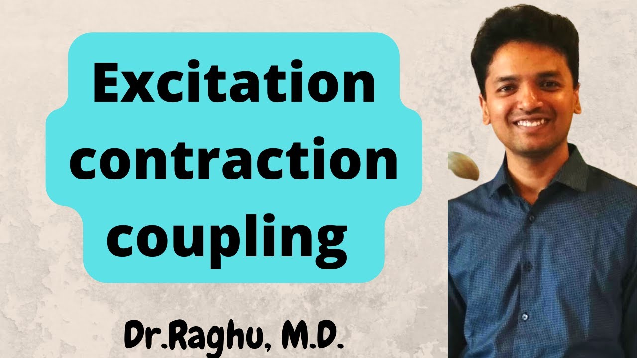Excitation contraction coupling | Sarcotubular system (Skeletal muscle)
