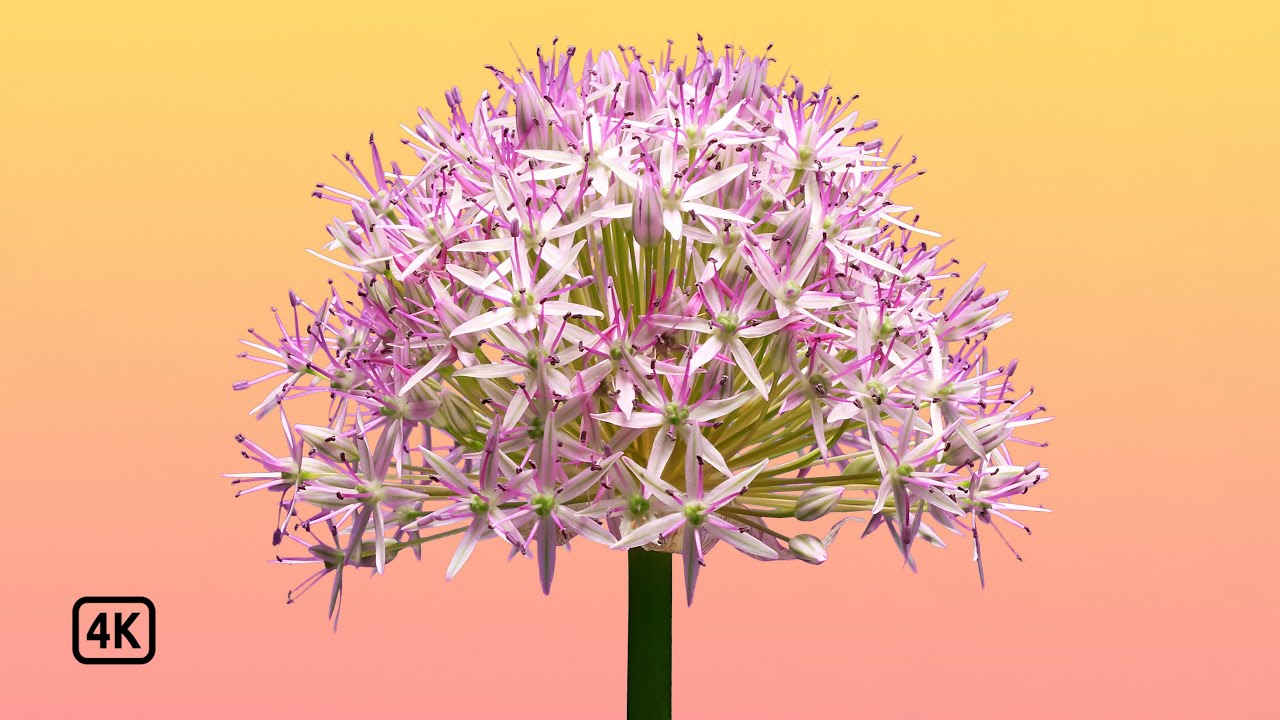 Allium blooming floral timelapse 4k, relaxing, calming hip hop music