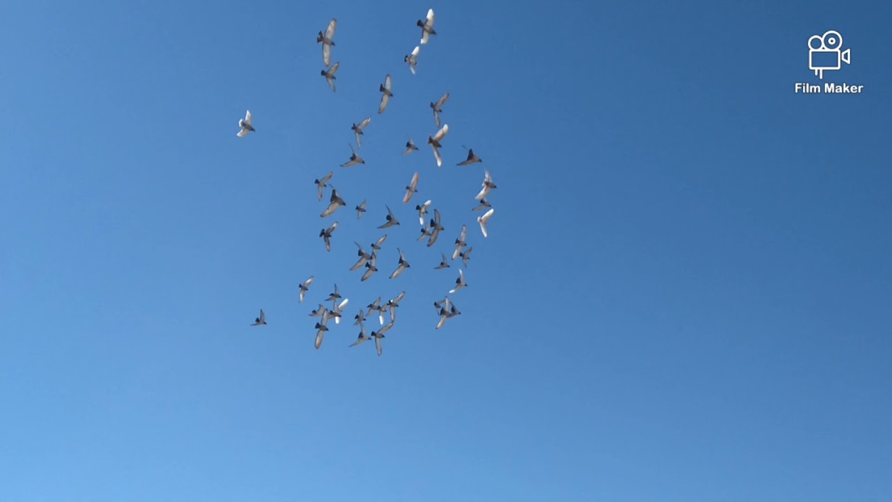Pombo correio em seu treino diário