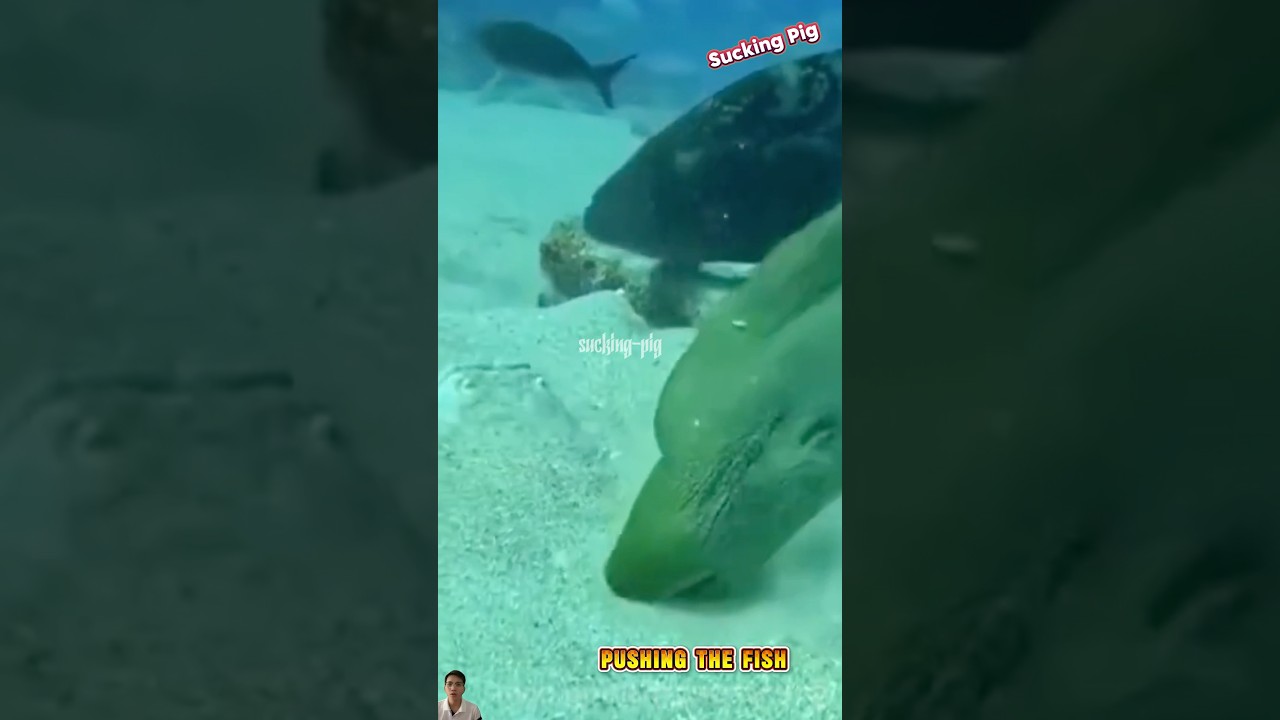 Sea Patrol Discovers Ugly Fish Hiding Under the Sand at the Ocean Floor 