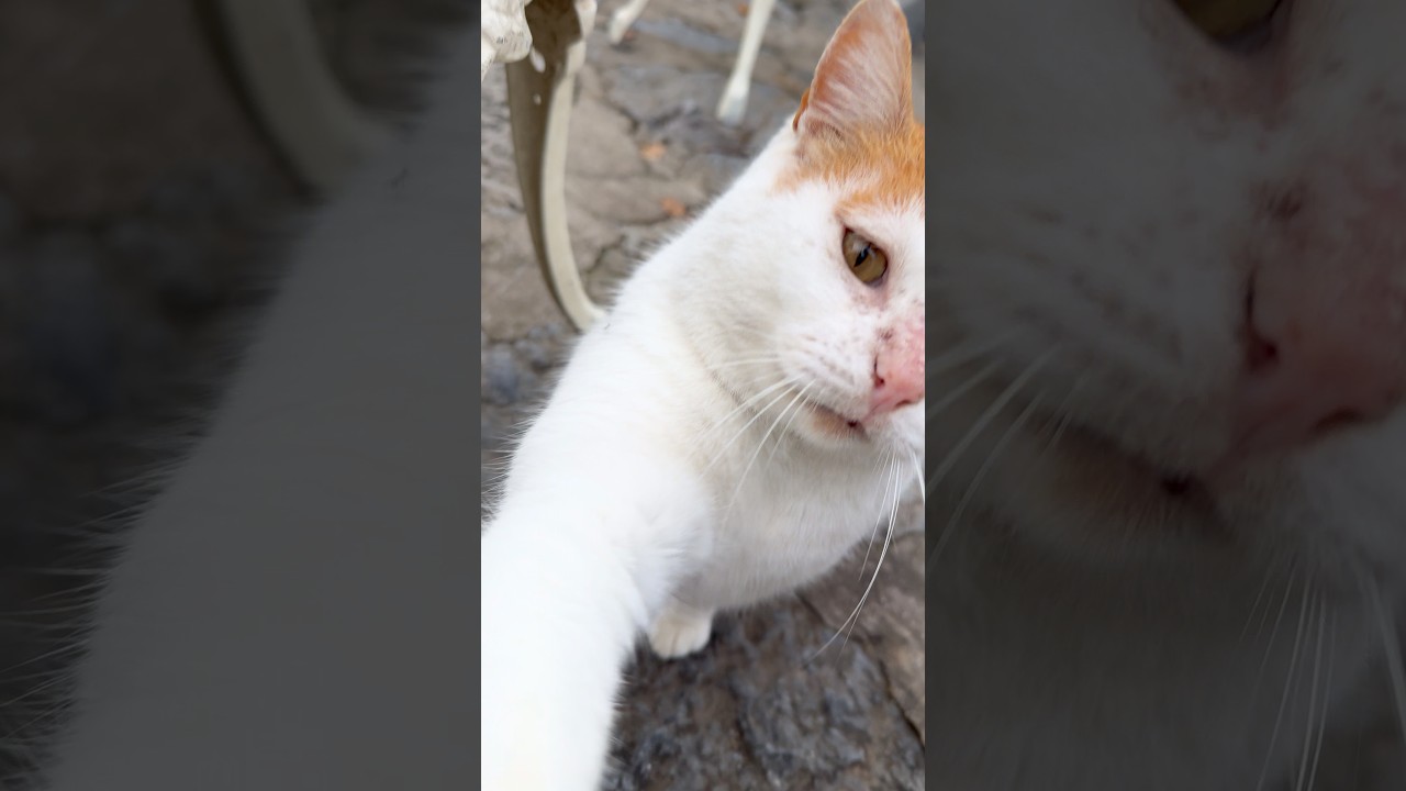 Aggressive orange cat