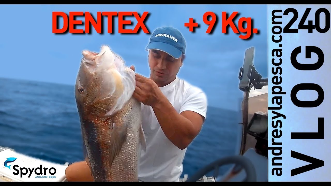 DENTEX +9 kg 