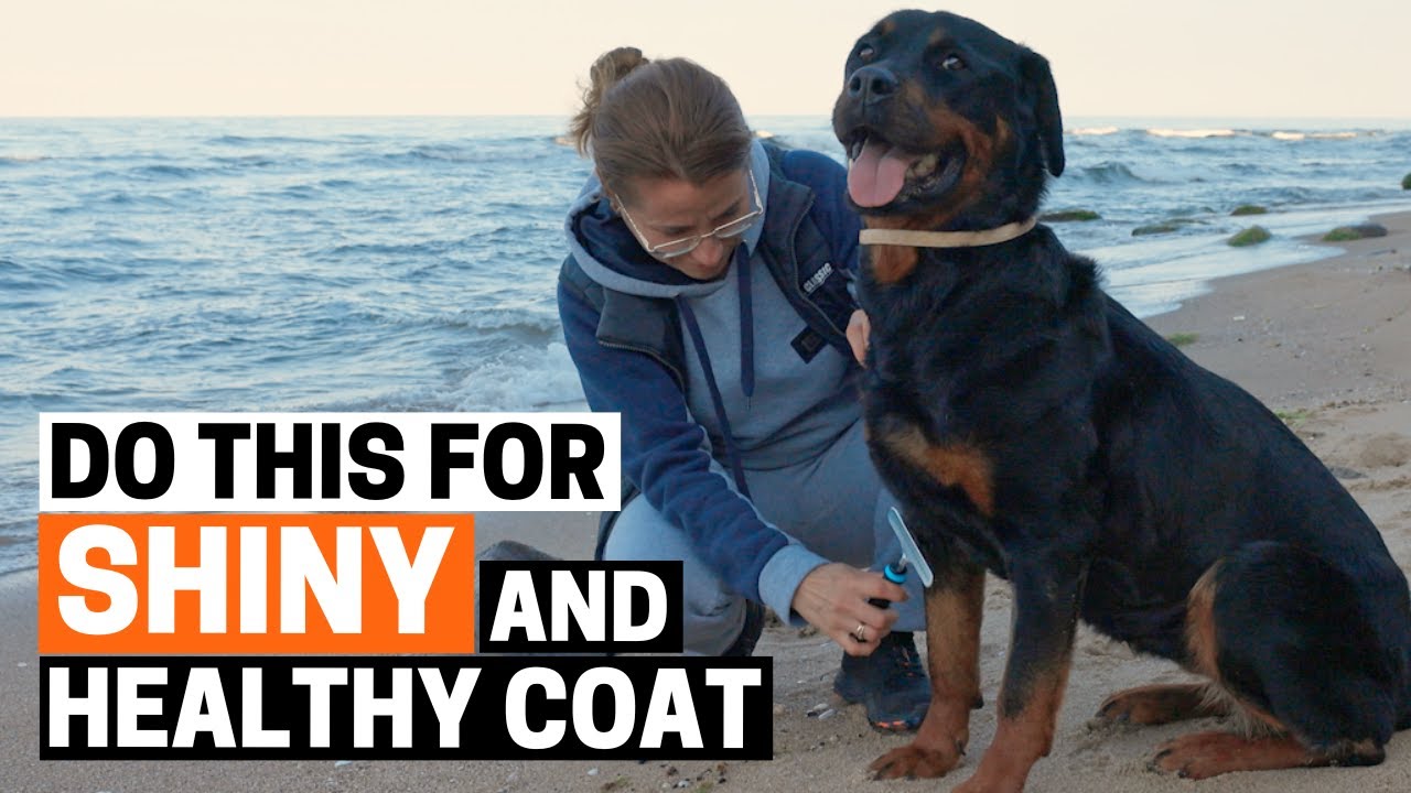 Rottweiler Coat Care: Keep the Coat Healthy and Shiny