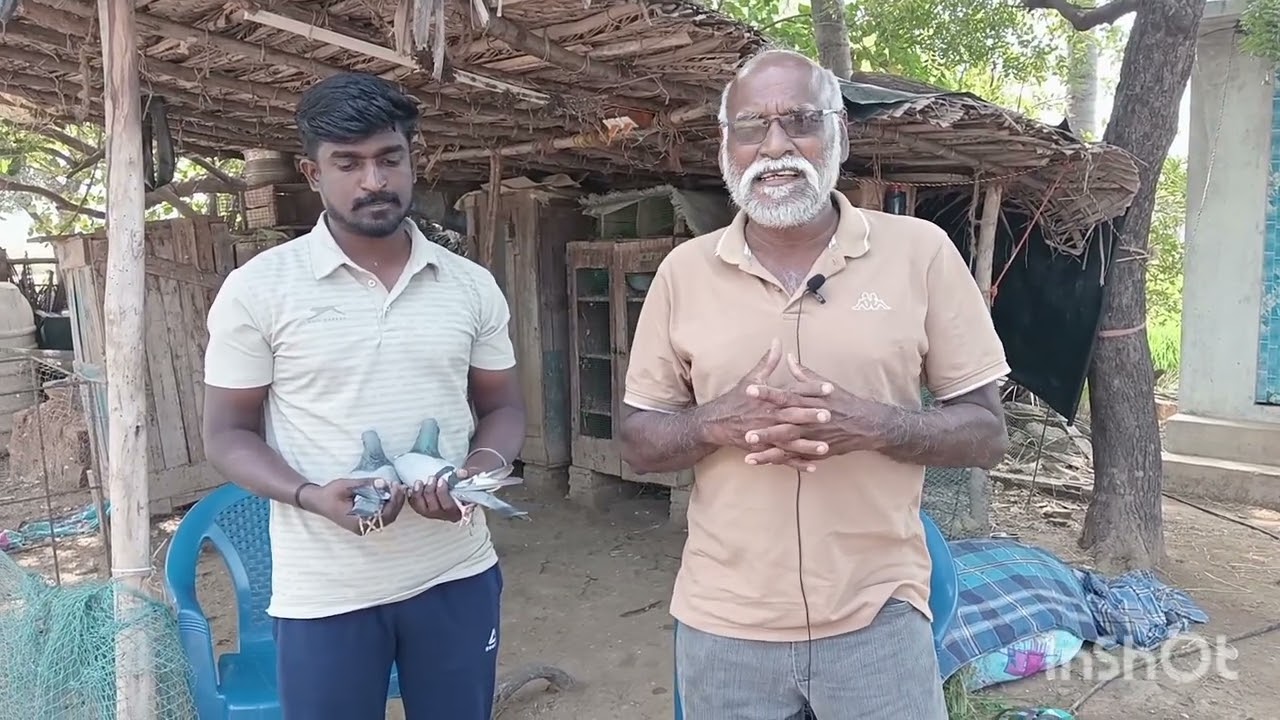 தலைமுறையை தாண்டி வளரும் புறா கலை நட்பு by Trichy shaik 