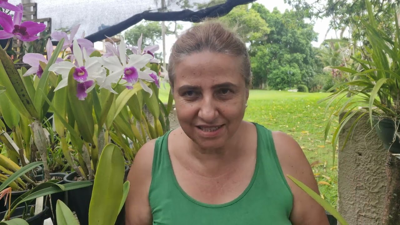 Meu cultivo das Laelias  Purpuratas
