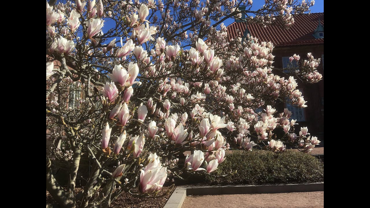 Nu blommar magnolian!