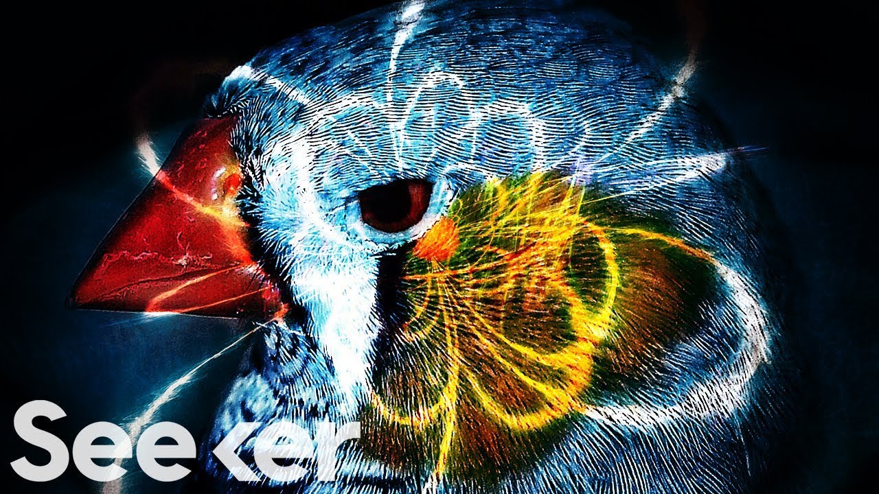 This Quantum ‘Sixth Sense’ Could Allow Birds to Navigate Earth’s Magnetic Field