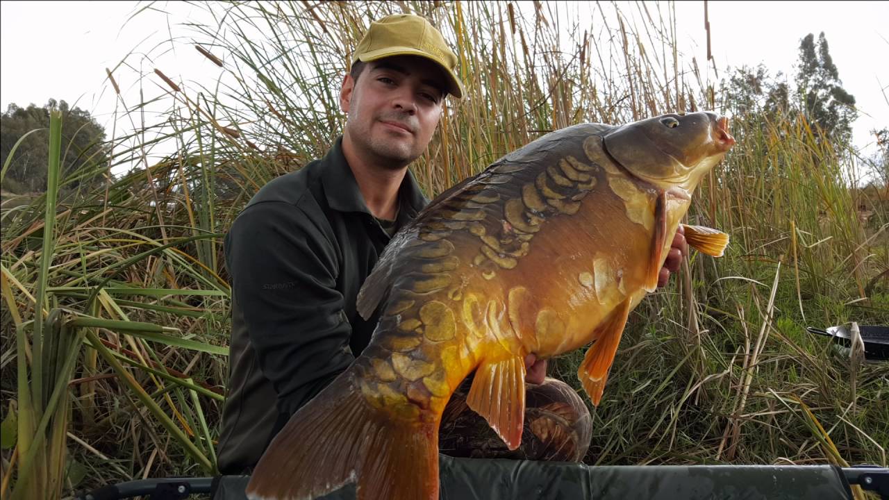 Daniel Pajuelo (Starbaits power)