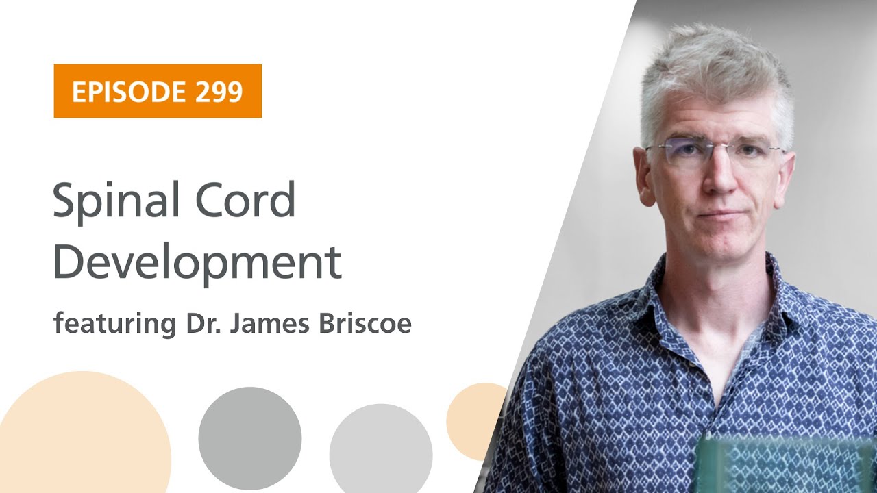 Spinal Cord Development featuring Dr. James Briscoe | The Stem Cell Podcast