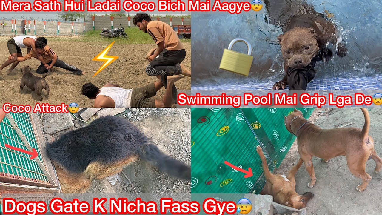 Wrestling Competition Hua Farm Mai wrestling🤼‍♂️Coco Help Krne Bich Mai Aagye🐶Pool Mai B Grip Lga De