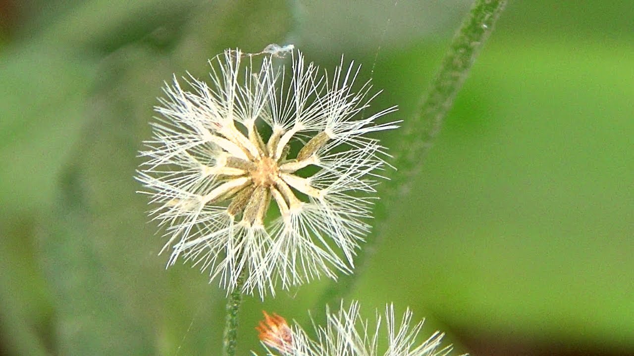 सहदेवी, पहचान और फायदे │Vernonia Cinerea Identification & Benefits, Health Channel By Vishal Sathye