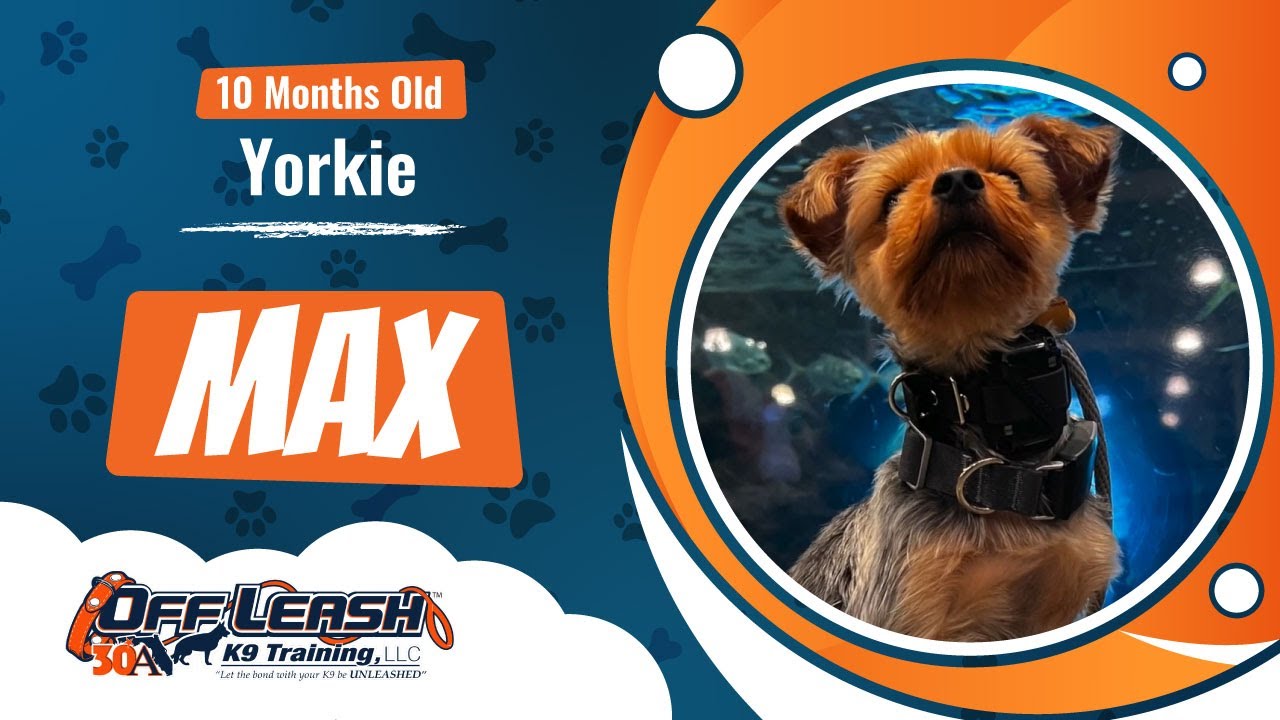 10 Month Old Yorkie-Max-Best Dog Trainers Florida