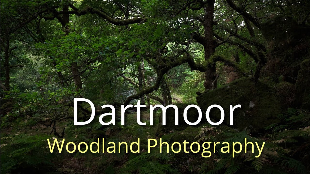 Dartmoor Woodland Photography