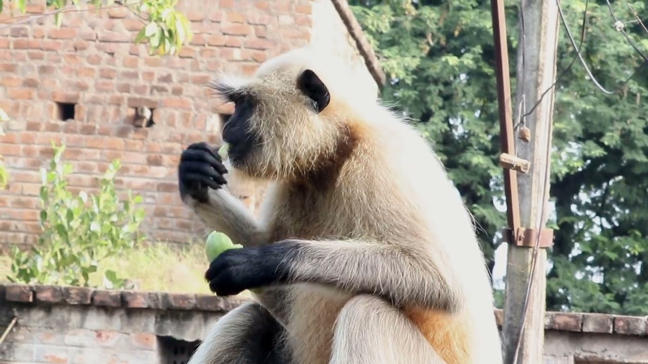 Monkey Video Part 11|🐵 Trending Viral 2025🔥 ✅ Jay Hanuman