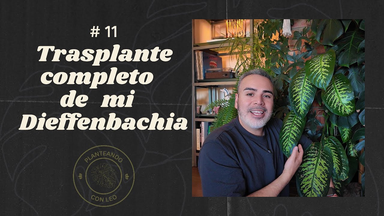 # 11 TRASPLANTE COMPLETO de mi Dieffenbachia