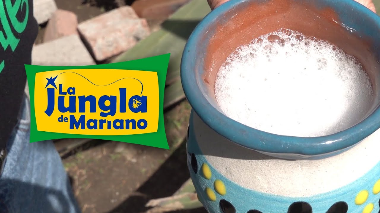 La Historia Oculta del Pulque
