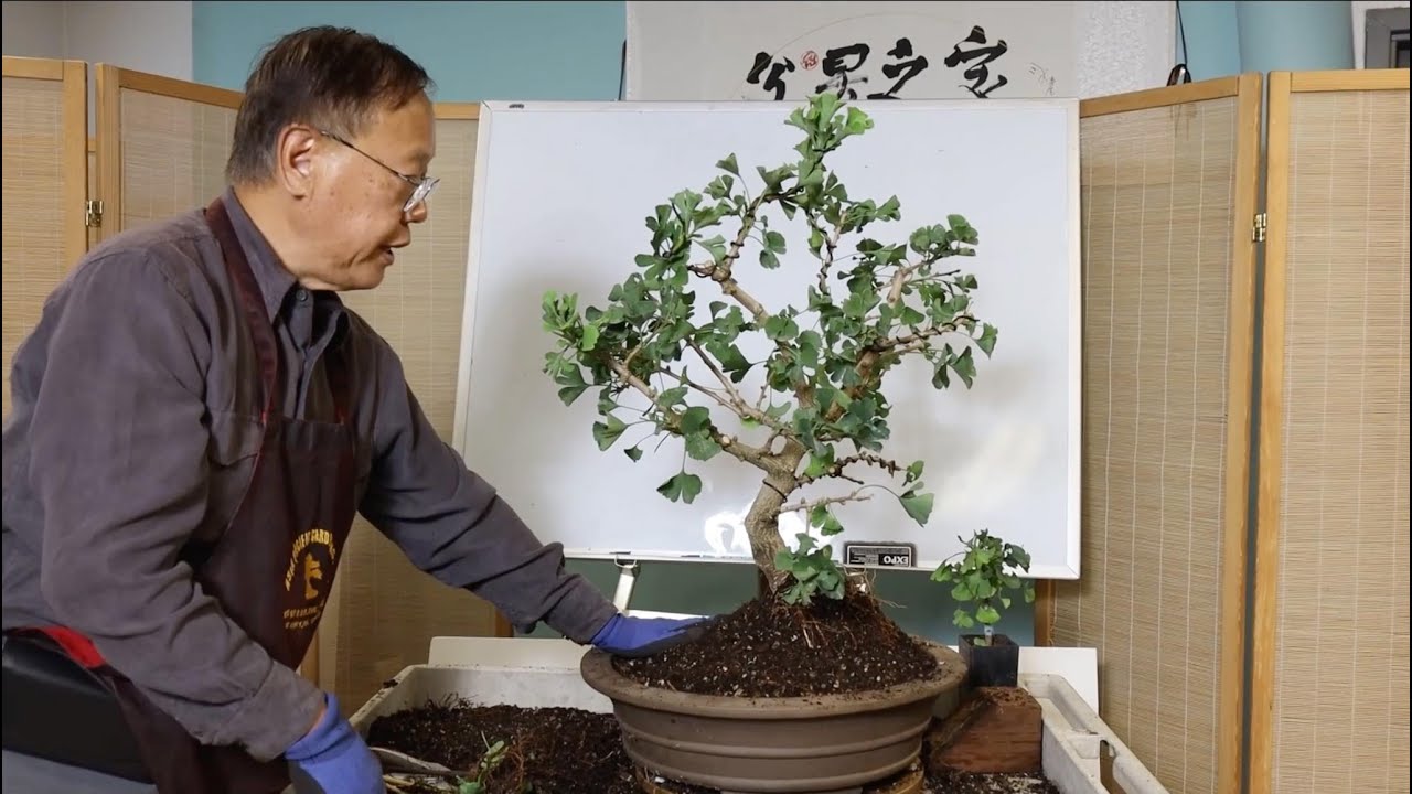 How to bonsai a Ginkgo Biloba from nursery stock part 6: Selecting the pot and planting your tree.