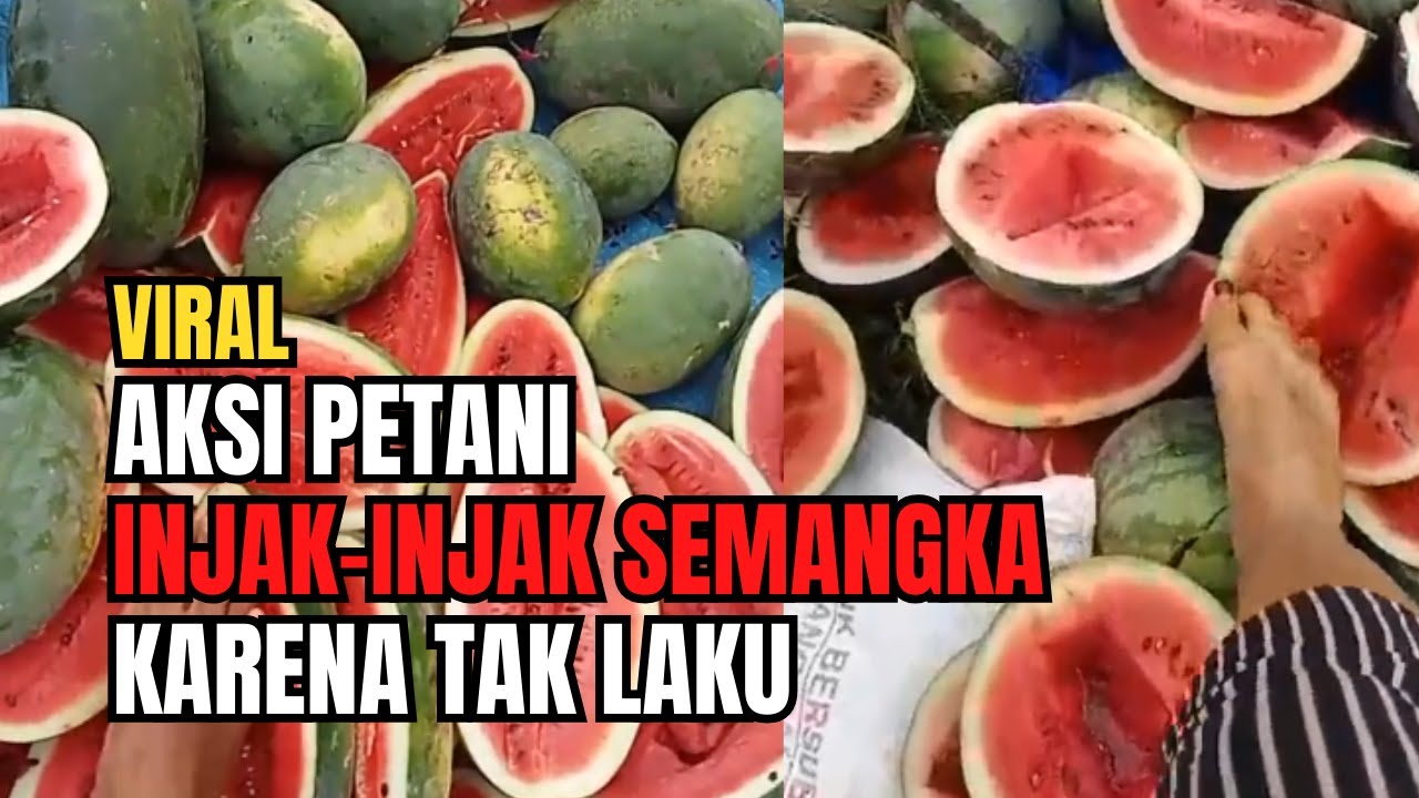 Viral Aksi Petani Injak-Injak Semangka karena Tak Laku |Farmers Trample Watermelon Action |तरबूज |