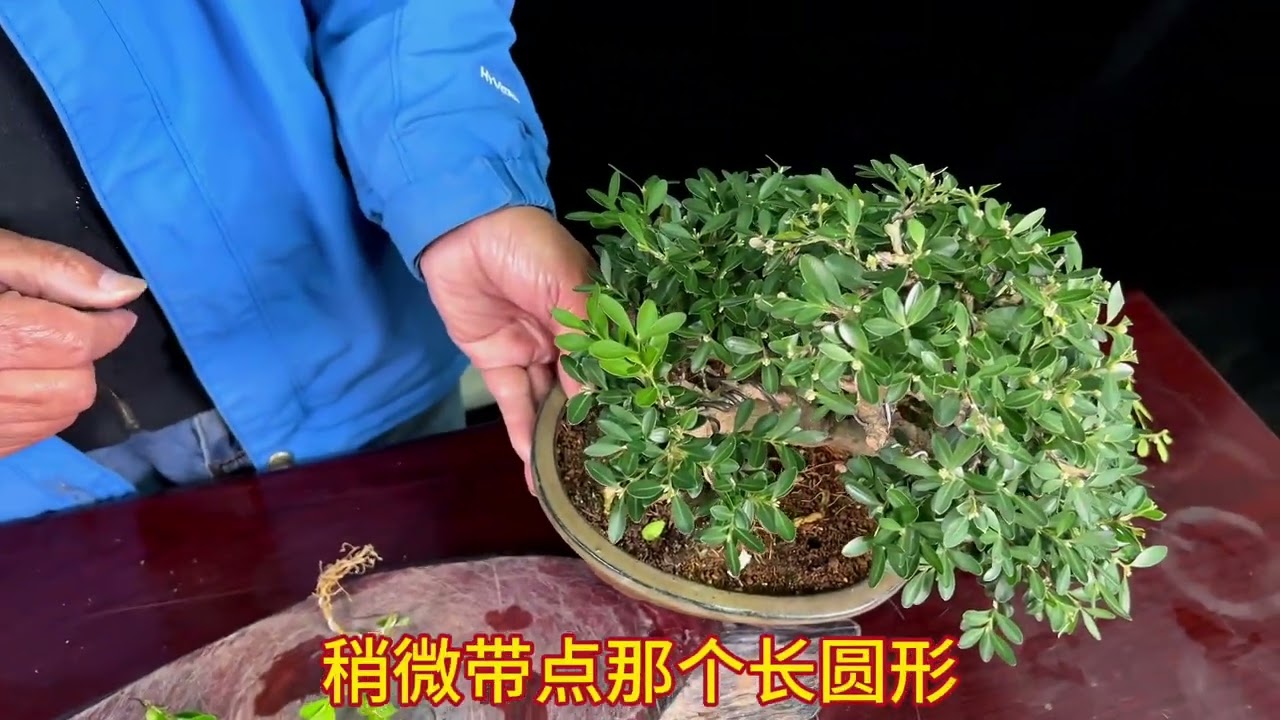 盆景童子功。盆景小苗如何打弯？何时操作？如何养护？#盆景 #盆景制作 #盆景养护