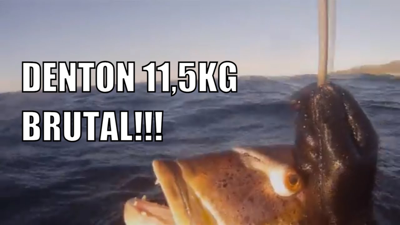 Pesca submarina | El dentón gigante de mi vida 11,5kg de pura bestia!