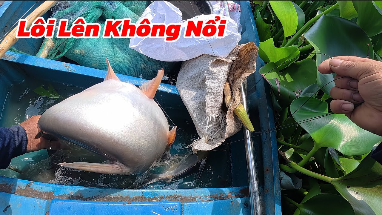 Sáng Ra Câu Mở Hàng Điểm Đầu Tiên Dính Năm Con Một Chổ / Định Nguyễn Hậu Giang
