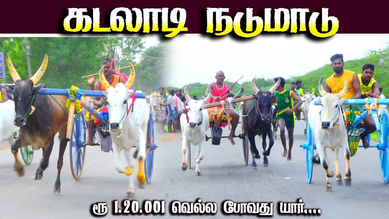 கடலாடி நடுமாடு 2 பந்தயம் 27.10.2025