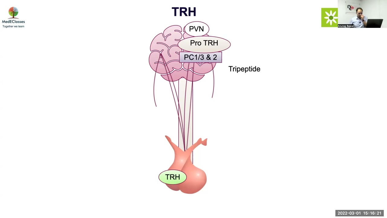MedEClasses Module Hypothalamic-Pituitary-Thyroid Axis