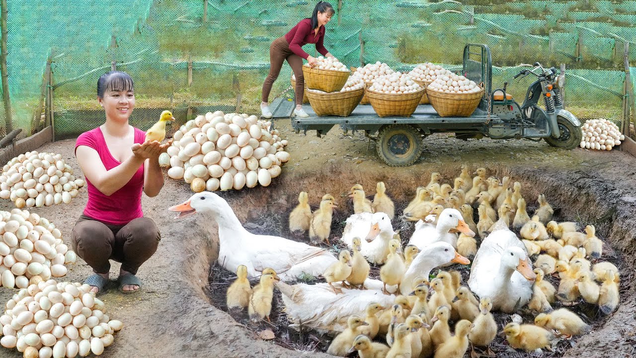 REWIND TIMELAPSE --266 Days Harvest A Lot Of Ducks Eggs - Incubate Duck Eggs To Hatch Many Ducklings