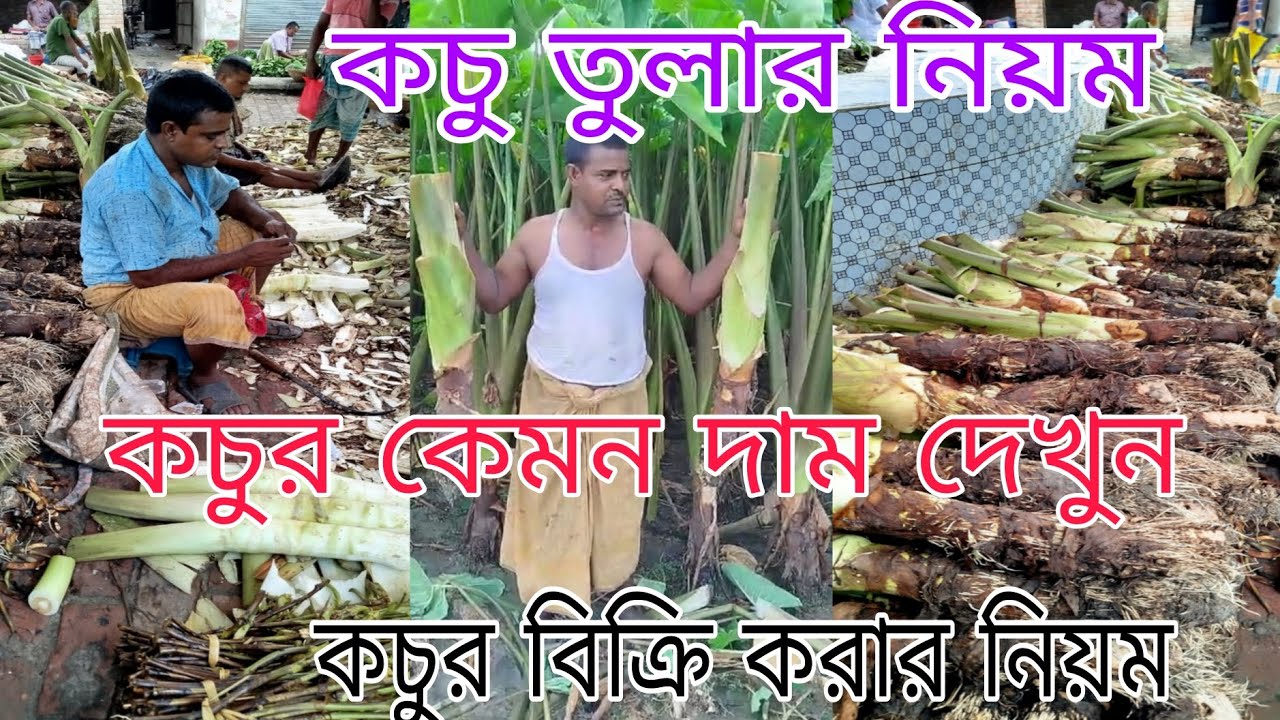 কচু কোন কচু বেশি দামে বিক্রি হয় কচু বিক্রি করার নিয়ম কচি চাষ পদ্ধতি নাটোরের বোম্বাই কালো #farming