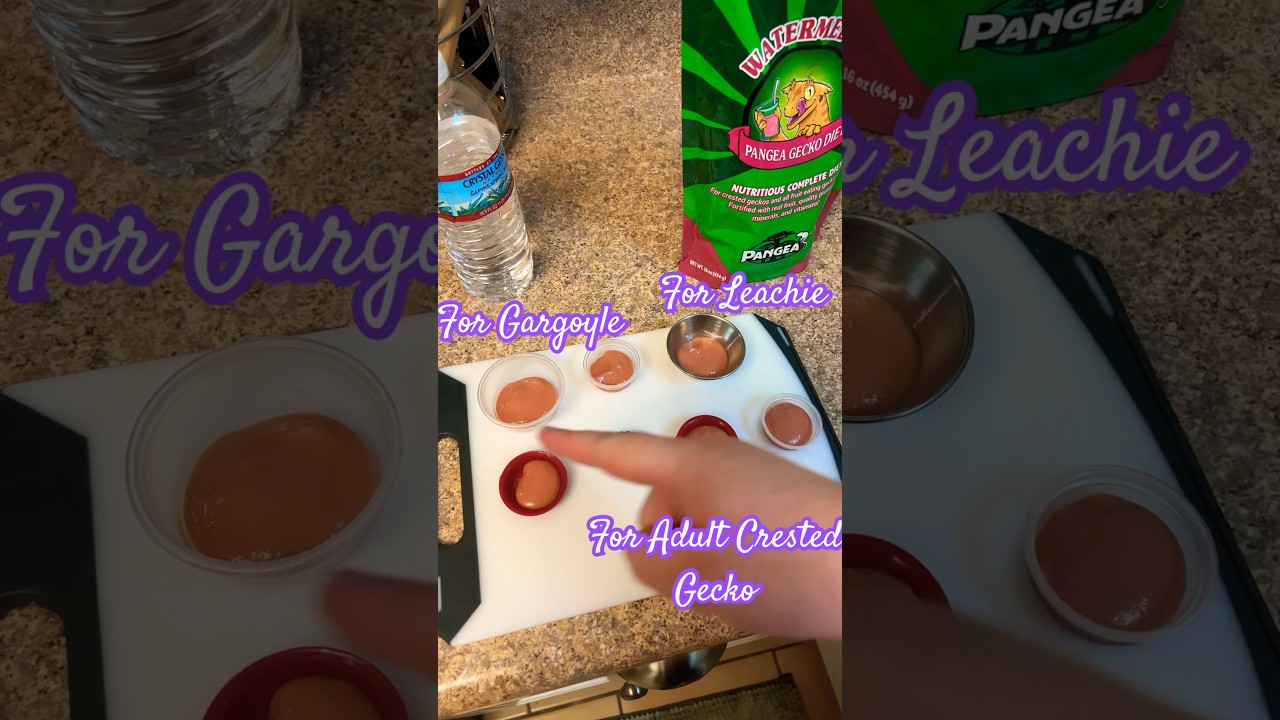 How to Make Gecko Food! #pangea #crestedgeckos #gargoylegecko #leachianusgecko #chameleongecko