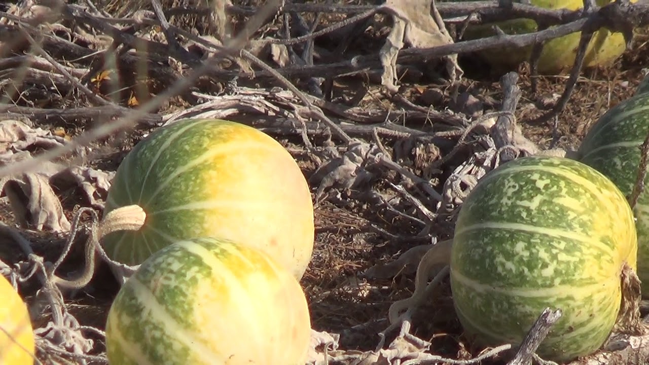Patsy's Travels: Cal-Nev-Ari, NV Coyote Gourds