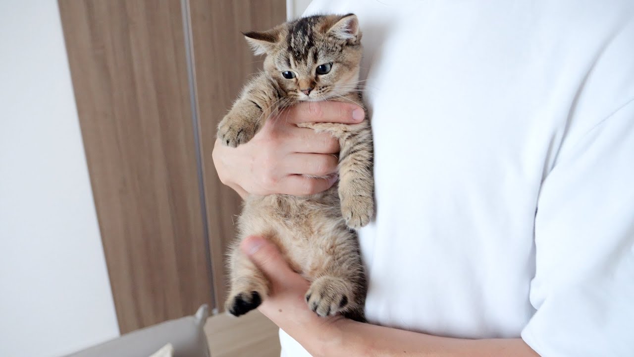 Kitten Kiki is growing too fast...