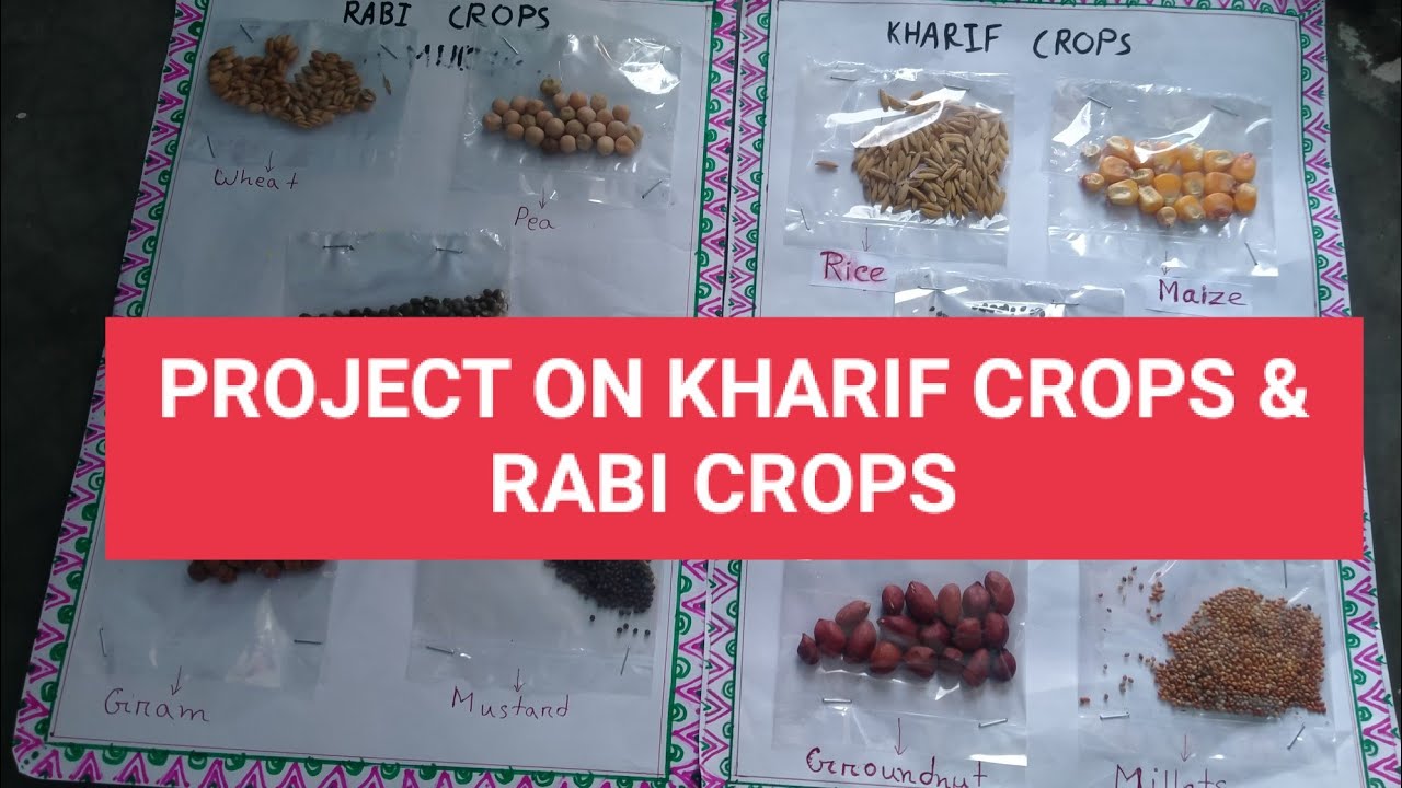 Project on Kharif Crop and Rabi Crops