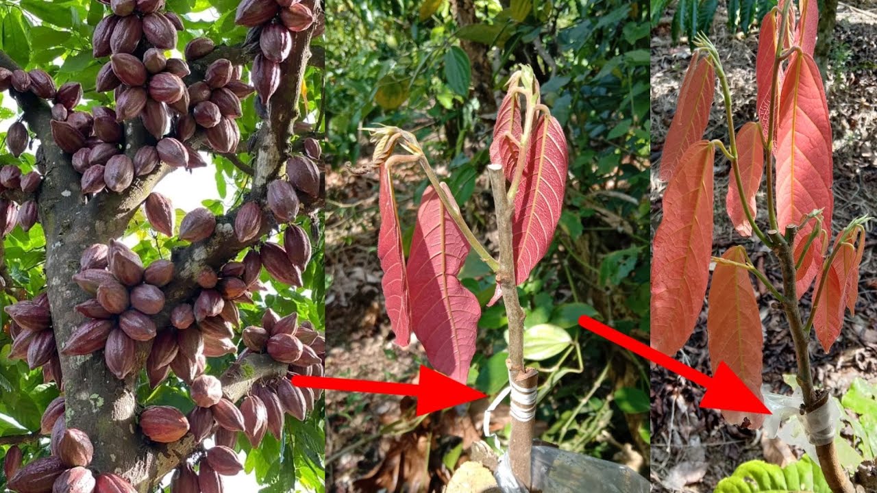cara setek kakao cara stek coklat cara sambung pucuk kakao/coklat
