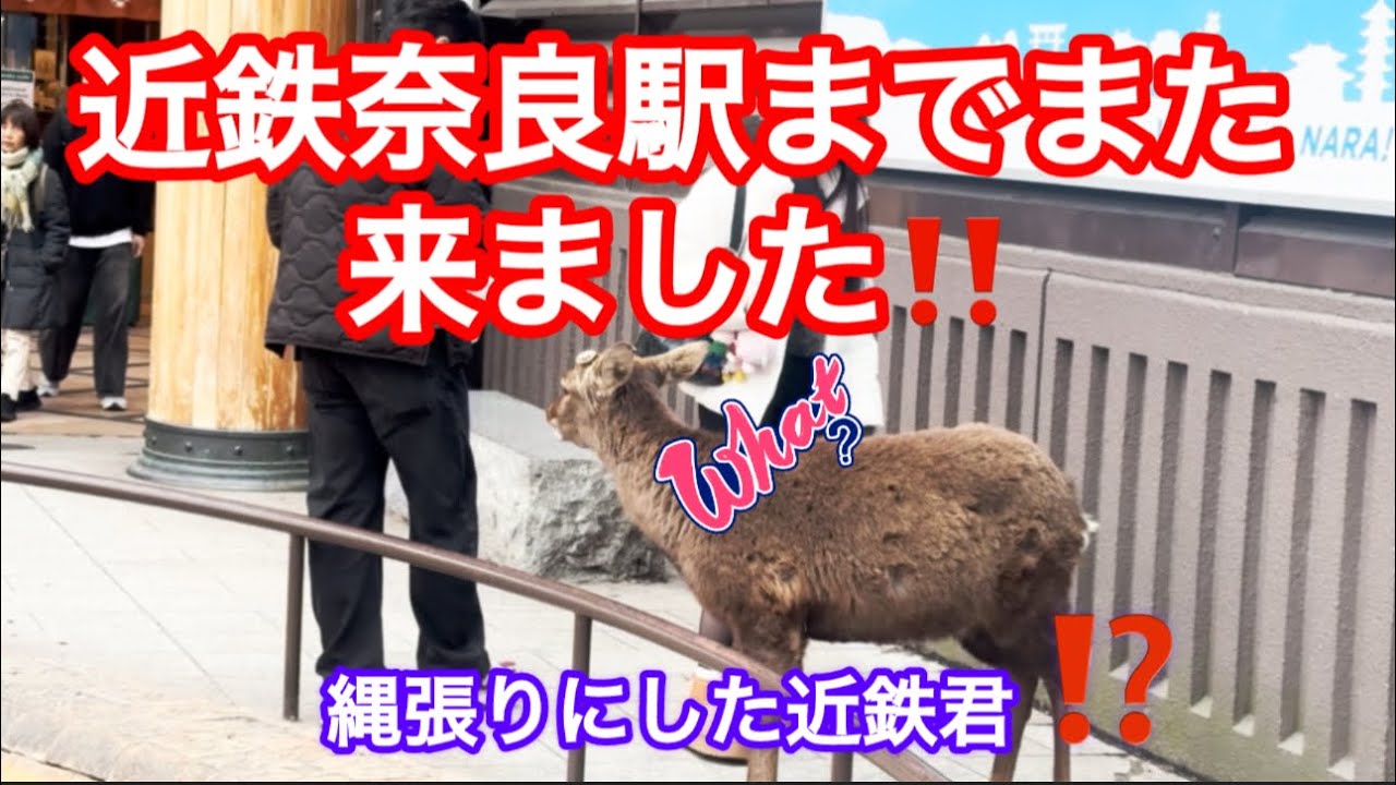 近鉄奈良駅までまた来ました‼️縄張りにした近鉄君☺️🫎