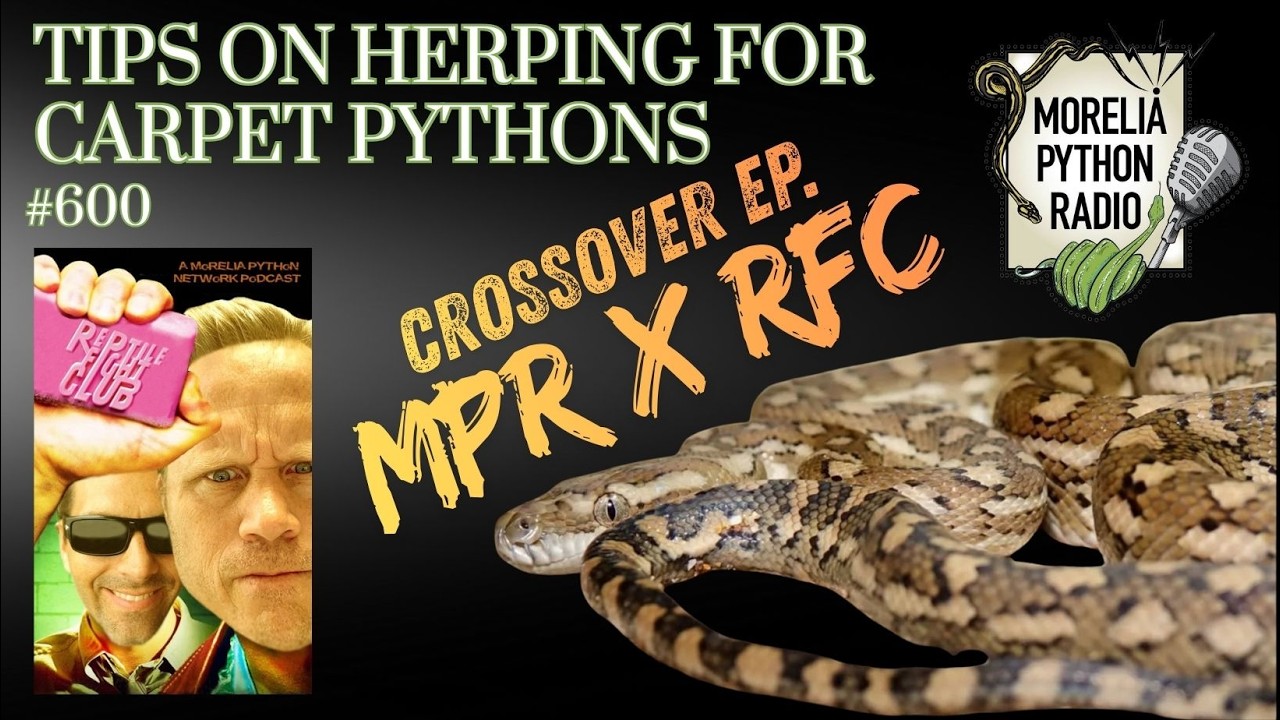 MPR 600 Crossover Episode w/ RFC. Tips on herping for carpet pythons.
