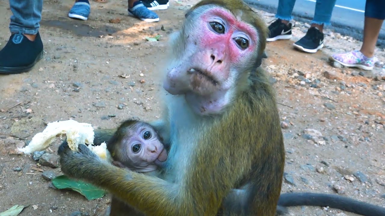 The Bread-Loving Monkey Mom