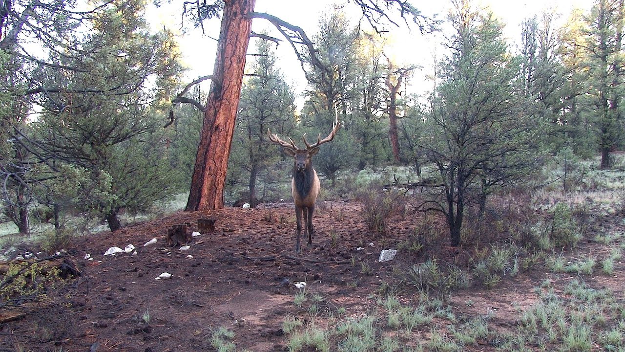 Big Busted Bull Elk Screaming in to 6 Steps; 