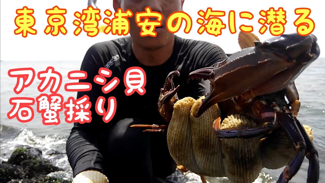 東京湾奥浦安の海に潜るアカニシ貝と石蟹を手掴みで採ったぞ‼️旬の食材美味しく頂きました‼️【再編集】
