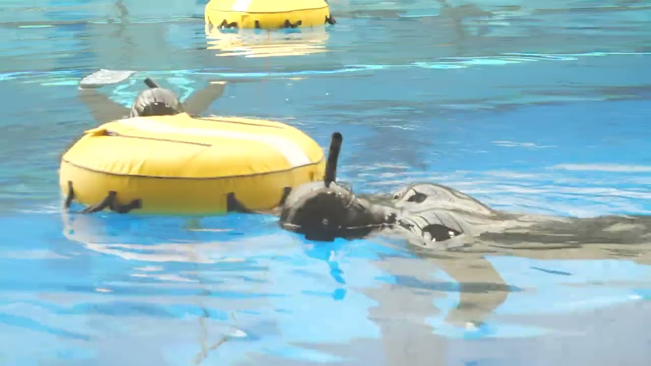 Duck dive | Freediving Skills