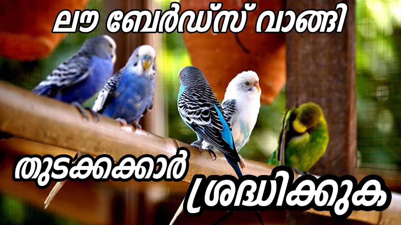 Lovebirds for beginners malayalam || കിളി വളർത്തൽ തുടങ്ങൻ എളുപ്പം