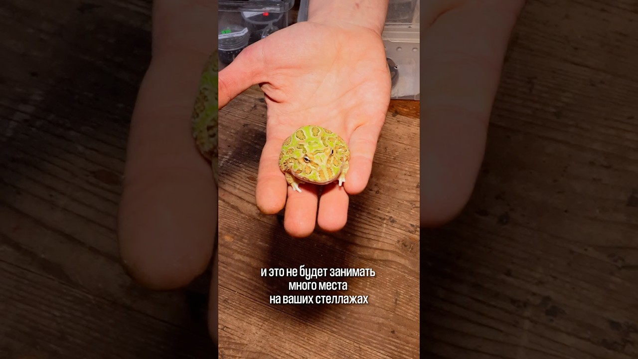 🦎 Экзотику можно содержать даже в небольшой квартире 💚
